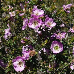 Leptospermum rotundifolium (Round Leaf Teatree) at Tianjara, NSW - 8 Nov 2024 by RobG1