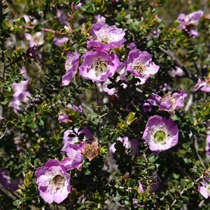 Leptospermum rotundifolium at Tianjara, NSW - suppressed