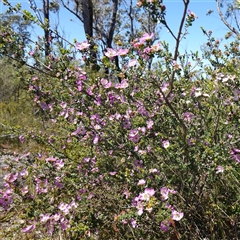 Leptospermum rotundifolium at Tianjara, NSW - suppressed