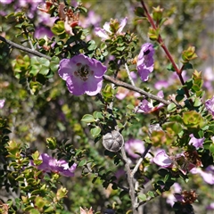 Leptospermum rotundifolium at Tianjara, NSW - suppressed