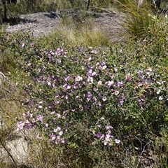 Leptospermum rotundifolium at Tianjara, NSW - suppressed