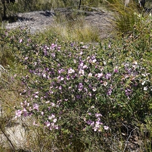 Leptospermum rotundifolium at Tianjara, NSW - suppressed