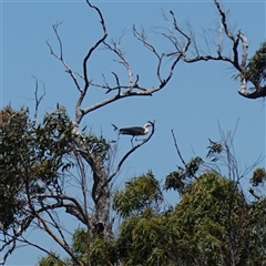 Ardea pacifica (White-necked Heron) at Boolijah, NSW - 8 Nov 2024 by RobG1