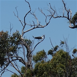 Ardea pacifica at Boolijah, NSW - 8 Nov 2024 12:54 PM