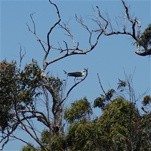 Ardea pacifica (White-necked Heron) at Boolijah, NSW by RobG1