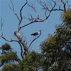 Ardea pacifica at Boolijah, NSW - 8 Nov 2024 12:54 PM