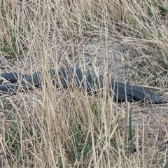 Pseudechis porphyriacus (Red-bellied Black Snake) at Whitlam, ACT - 23 Jan 2025 by CattleDog