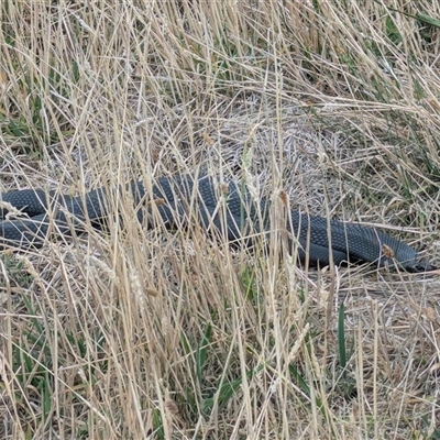 Pseudechis porphyriacus (Red-bellied Black Snake) at Whitlam, ACT - 23 Jan 2025 by CattleDog