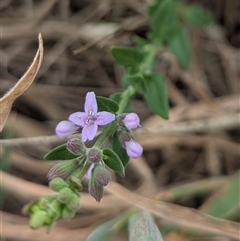 Mentha diemenica (Wild Mint, Slender Mint) at Whitlam, ACT - 22 Jan 2025 by CattleDog