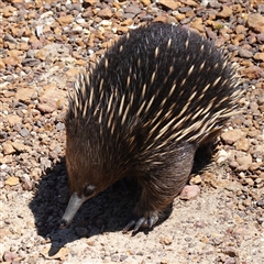 Tachyglossus aculeatus (Short-beaked Echidna) at Boolijah, NSW - 8 Nov 2024 by RobG1