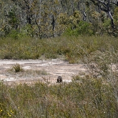 Tachyglossus aculeatus at Boolijah, NSW - 8 Nov 2024