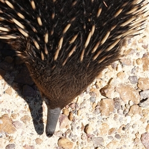 Tachyglossus aculeatus at Boolijah, NSW - 8 Nov 2024 01:16 PM