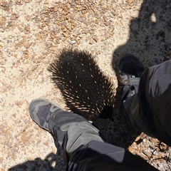 Tachyglossus aculeatus at Boolijah, NSW - 8 Nov 2024 01:16 PM