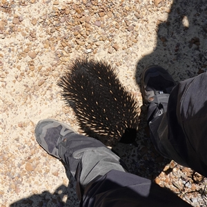 Tachyglossus aculeatus at Boolijah, NSW - 8 Nov 2024