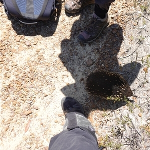 Tachyglossus aculeatus at Boolijah, NSW - 8 Nov 2024