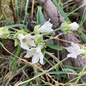 Araujia sericifera (Moth Plant) at Pialligo, ACT by SilkeSma