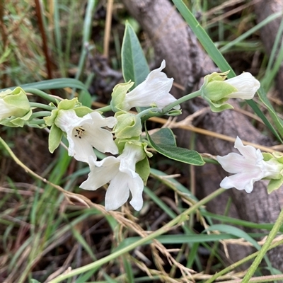 Araujia sericifera (Moth Plant) at Pialligo, ACT - 23 Jan 2025 by SilkeSma