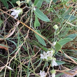 Araujia sericifera at Pialligo, ACT - 23 Jan 2025 11:14 AM