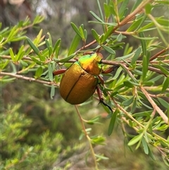 Anoplognathus viridiaeneus (A Christmas Beetle) at Jervis Bay Village, JBT - 23 Jan 2025 by Maxxy167