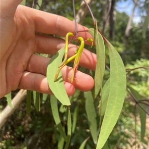 Muellerina eucalyptoides at Jervis Bay Village, JBT by Maxxy167