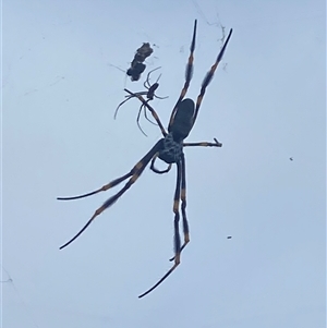 Trichonephila plumipes at Jervis Bay Village, JBT - 23 Jan 2025 07:59 AM