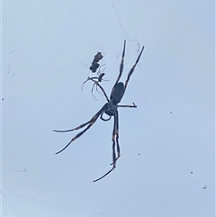 Trichonephila plumipes at Jervis Bay Village, JBT - 23 Jan 2025 07:59 AM