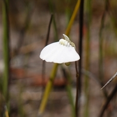 Utricularia uniflora at Boolijah, NSW - 8 Nov 2024 by RobG1