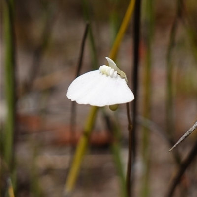 Utricularia uniflora at Boolijah, NSW - 8 Nov 2024 by RobG1