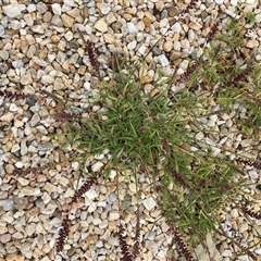 Tragus australianus (Small Burrgrass) at Campbell, ACT - 22 Jan 2025 by SilkeSma