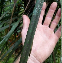 Unidentified Plant at Lower Pappinbarra, NSW - 23 Jan 2025 by dave@kerrie