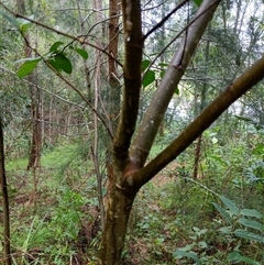 Ficus coronata at Lower Pappinbarra, NSW - 23 Jan 2025 by dave@kerrie