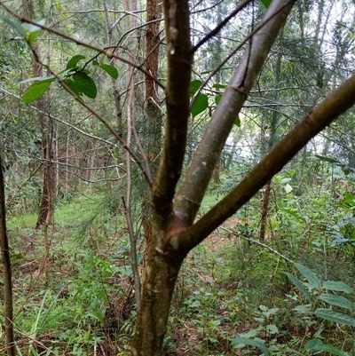 Ficus coronata at Lower Pappinbarra, NSW - 23 Jan 2025 by dave@kerrie