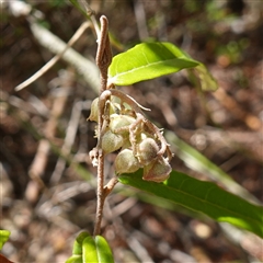 Lasiopetalum ferrugineum var. ferrugineum (Rusty Velvet-bush) at Boolijah, NSW - 8 Nov 2024 by RobG1