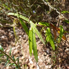 Lasiopetalum ferrugineum var. ferrugineum at Boolijah, NSW - 8 Nov 2024 01:31 PM