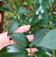 Unidentified Plant at Lower Pappinbarra, NSW - 22 Jan 2025 by dave@kerrie