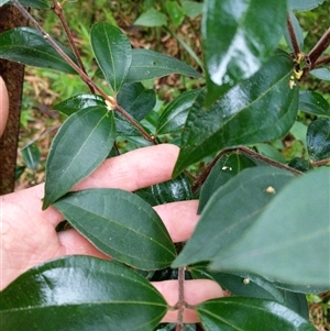 Unidentified Plant at Lower Pappinbarra, NSW by dave@kerrie