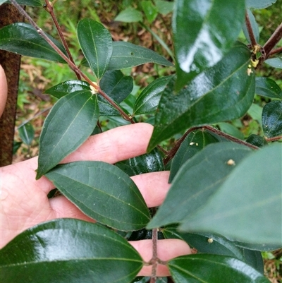 Unidentified Plant at Lower Pappinbarra, NSW - 22 Jan 2025 by dave@kerrie