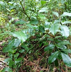 Synoum glandulosum subsp. glandulosum (Scentless Rosewood) at Lower Pappinbarra, NSW - 23 Jan 2025 by dave@kerrie