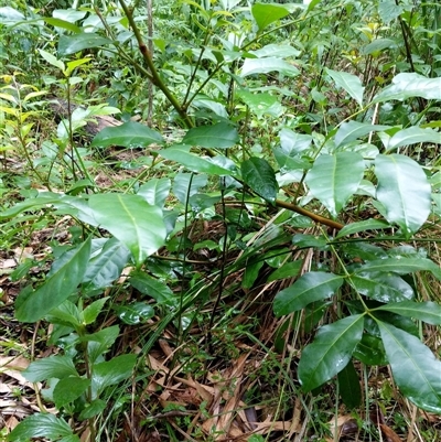 Synoum glandulosum subsp. glandulosum at Lower Pappinbarra, NSW - 23 Jan 2025 by dave@kerrie