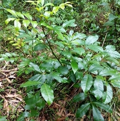 Synoum glandulosum subsp. glandulosum at Lower Pappinbarra, NSW - 23 Jan 2025 07:54 AM