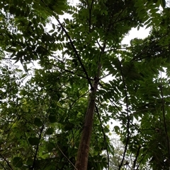 Unidentified Plant at Lower Pappinbarra, NSW - 22 Jan 2025 by dave@kerrie