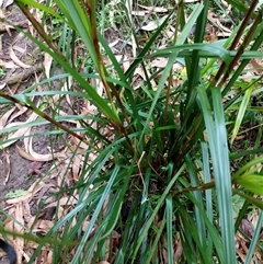 Unidentified Plant at Lower Pappinbarra, NSW - 22 Jan 2025 by dave@kerrie