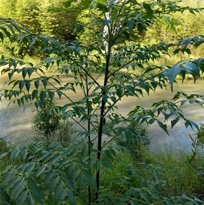 Melia azedarach (White Cedar) at Lower Pappinbarra, NSW - 20 Jan 2025 by dave@kerrie