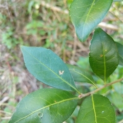 Unidentified Plant at Lower Pappinbarra, NSW - 19 Jan 2025 by dave@kerrie