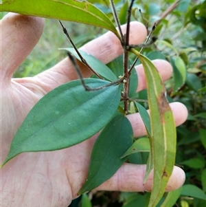 Rhodamnia rubescens at Lower Pappinbarra, NSW - suppressed