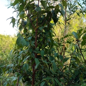 Rhodamnia rubescens at Lower Pappinbarra, NSW - suppressed