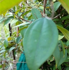 Rhodamnia rubescens at Lower Pappinbarra, NSW - suppressed