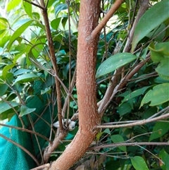 Rhodamnia rubescens at Lower Pappinbarra, NSW - suppressed