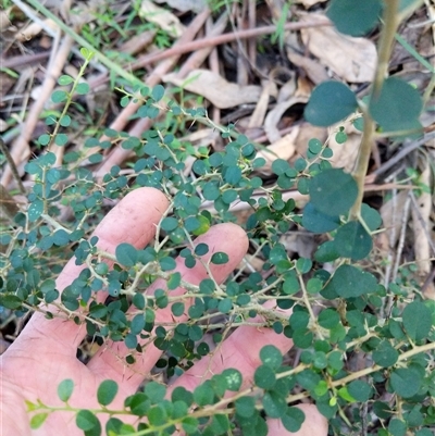 Pittosporum multiflorum at Lower Pappinbarra, NSW - 20 Jan 2025 by dave@kerrie