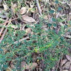 Pittosporum multiflorum at Lower Pappinbarra, NSW - 20 Jan 2025 08:04 AM